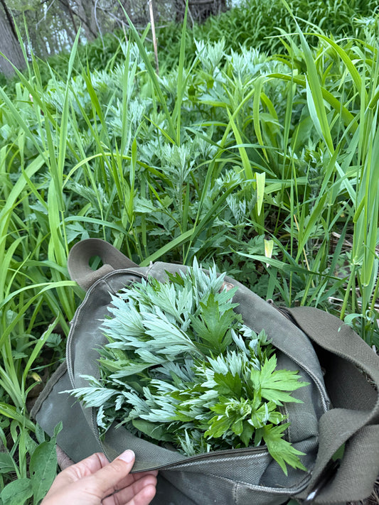 Mugwort Dreamstate Pillow