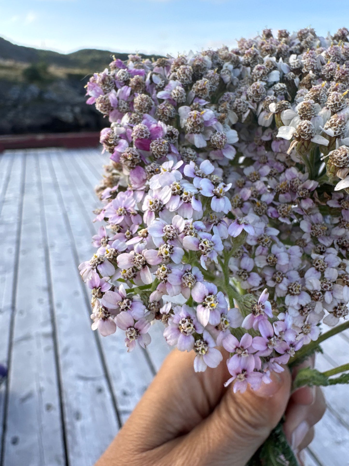 Folk First Aid Kit / Plantain / Yarrow