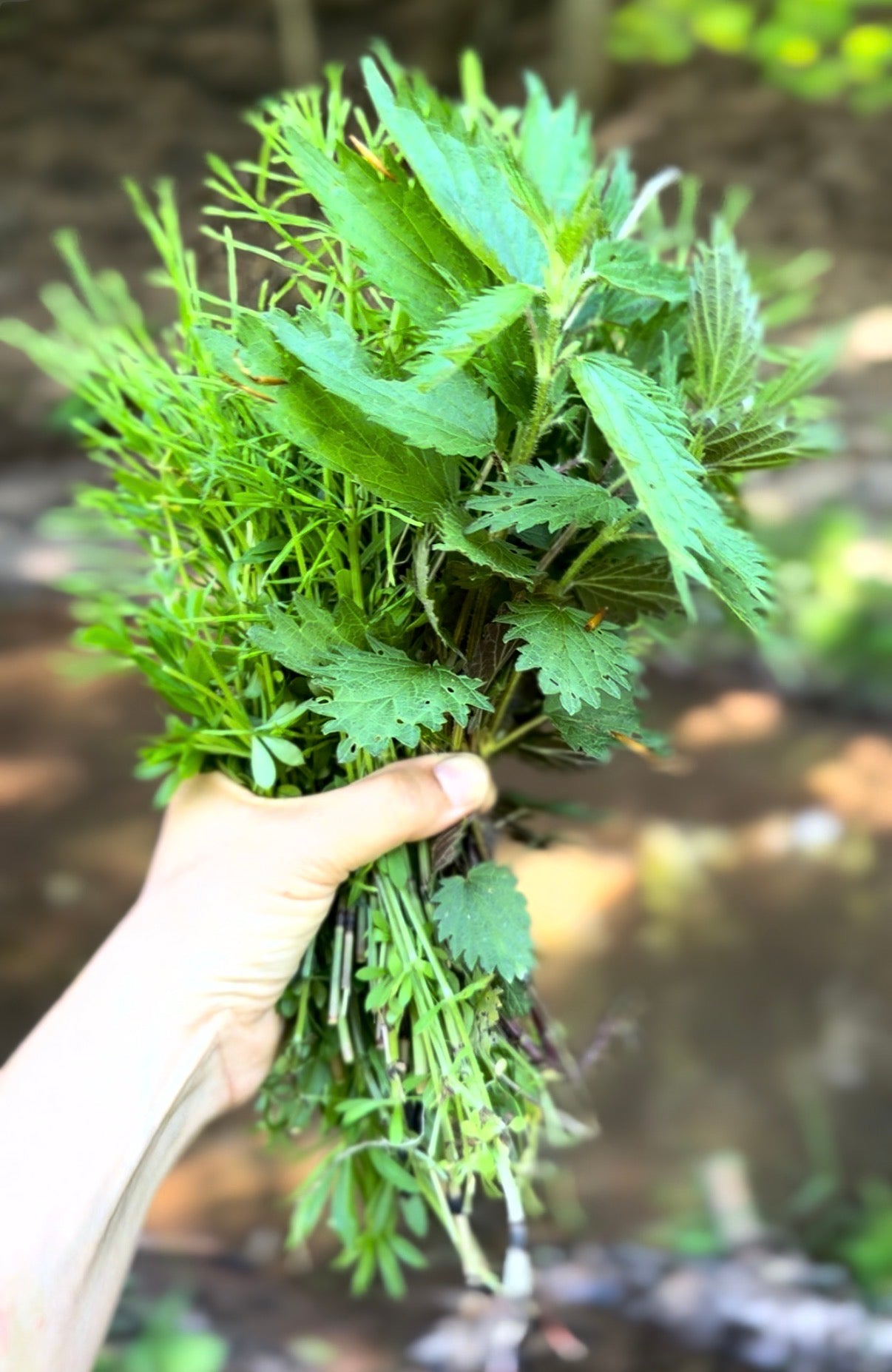 ROOT AWAKENING /Wildcrafted Hair & Scalp Serum