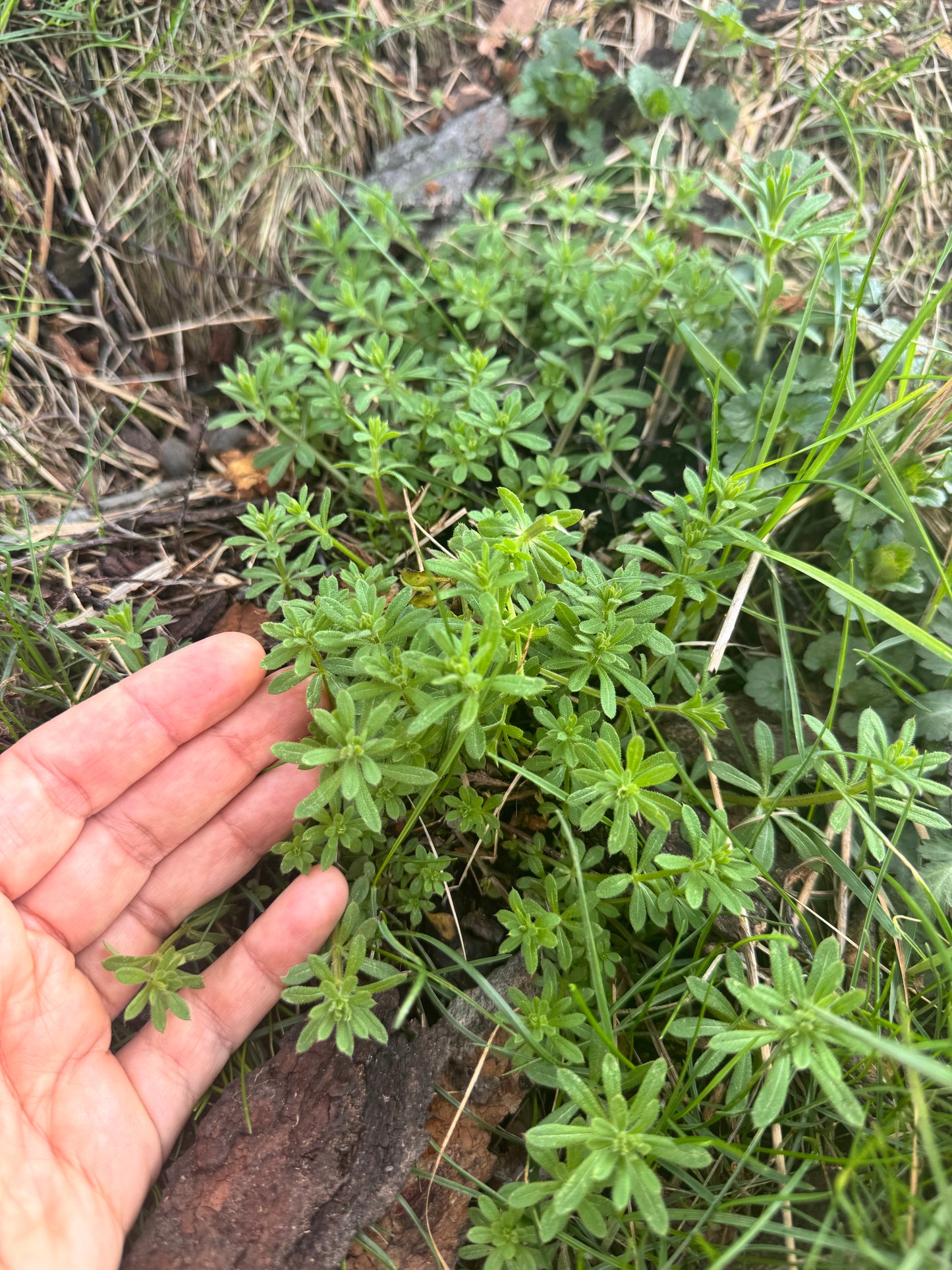Forest Frequency Tonic / Wild foraged detox / restorative