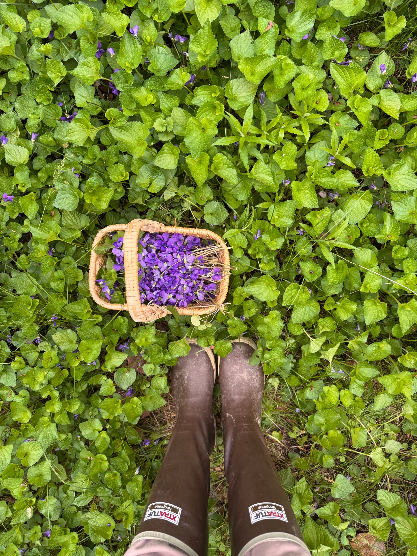 Rooted Hydration/
Cellular Botanical Electrolytes Blend