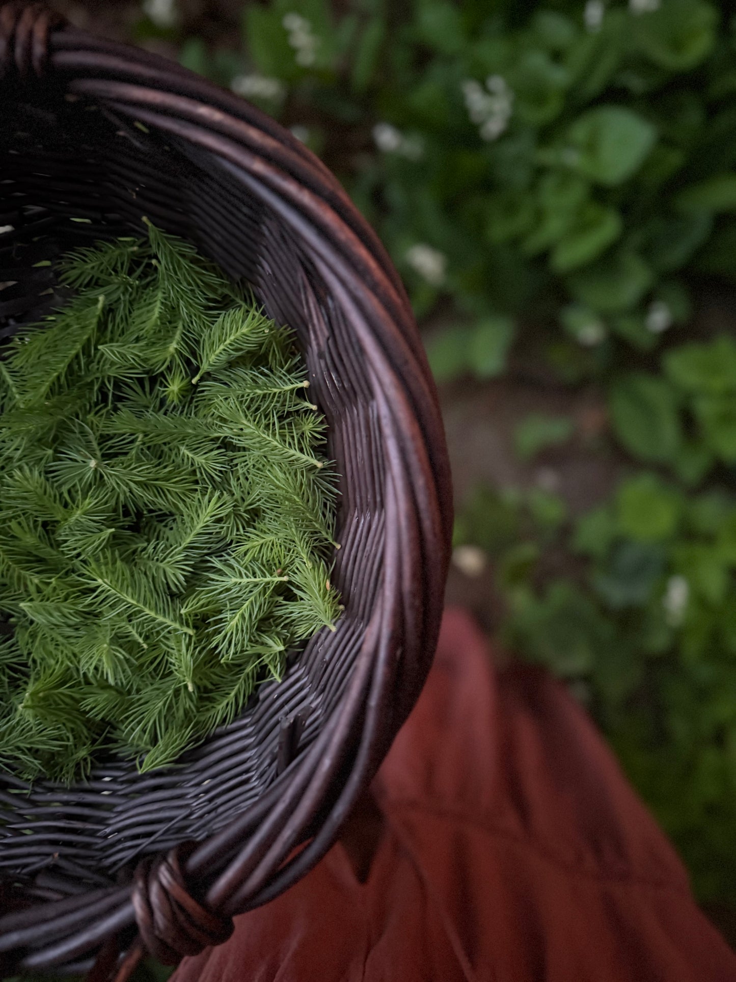 Forest Frequency Tonic / Wild foraged detox / restorative