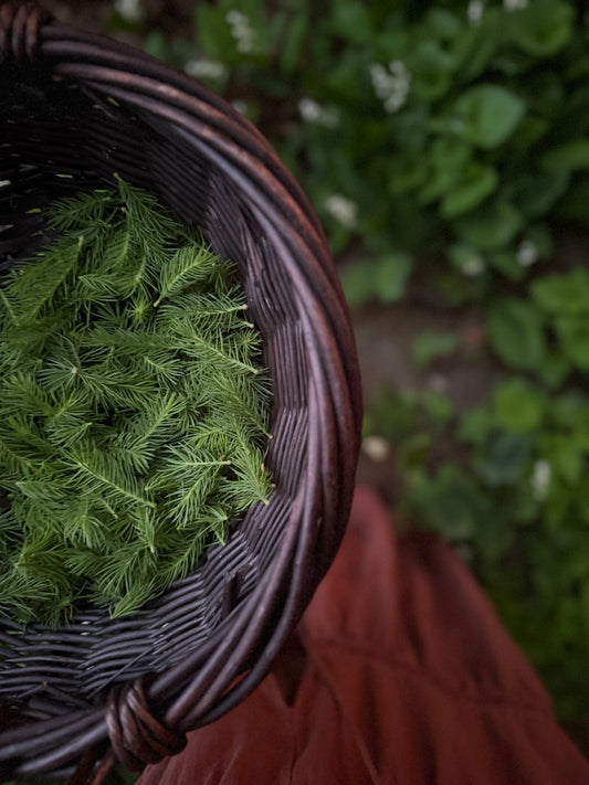 Forest Frequency Tonic / Wild foraged detox / restorative
