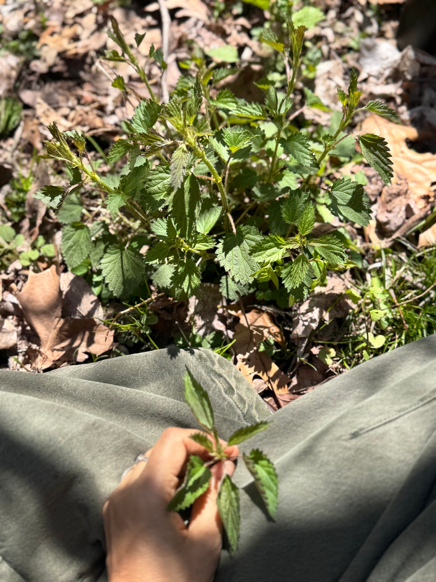 Forest Frequency Tonic / Wild foraged detox / restorative