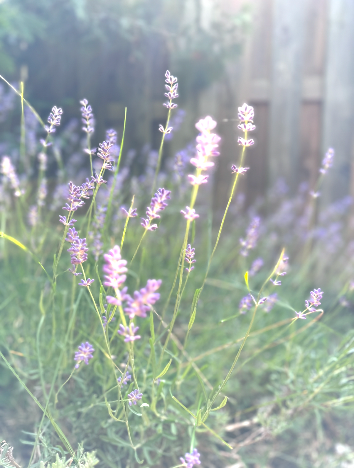 BLUE CALM
Herbal Tea Blend.