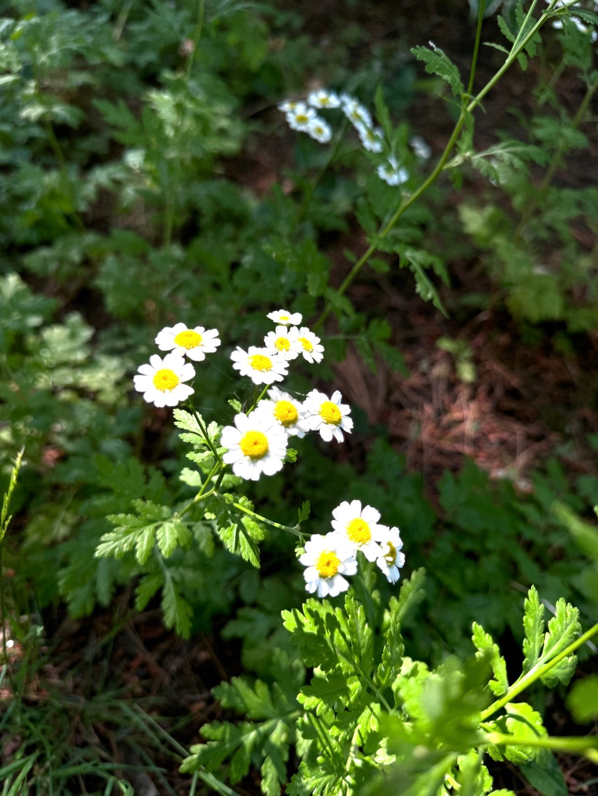 Head Ease / botanical head pain support