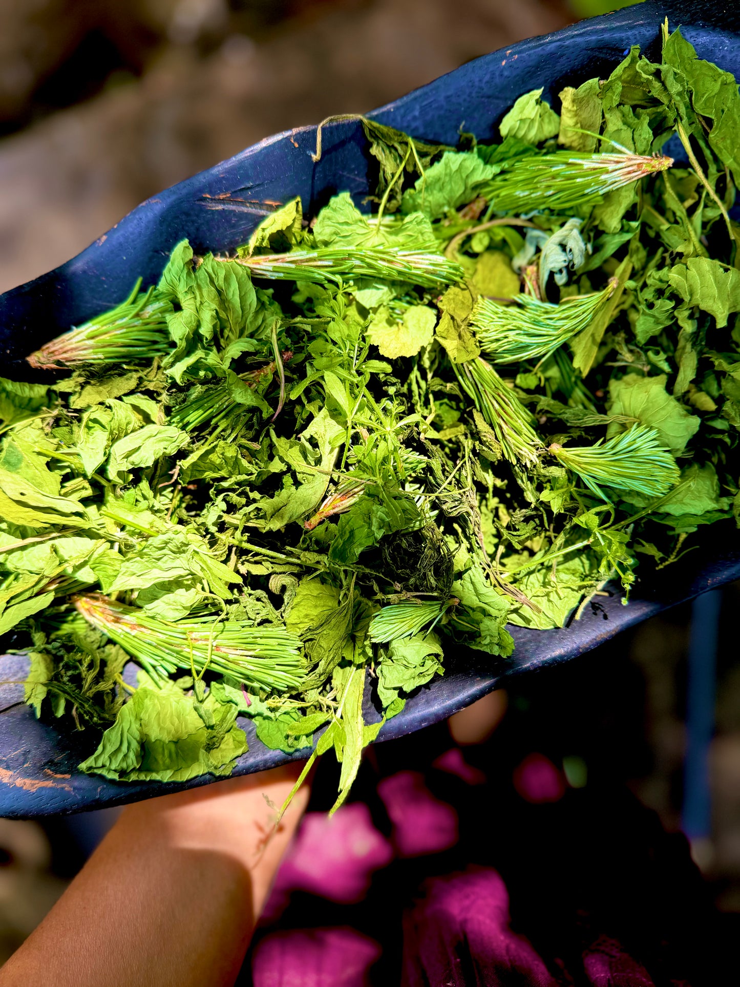 Forest Frequency Tonic / Wild foraged detox / restorative